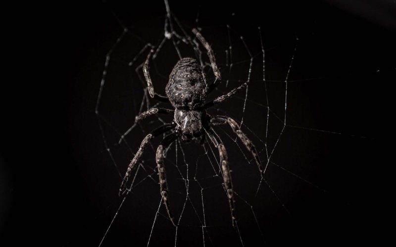 Do LED Lights Attract Spiders?
